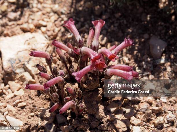 broomrape (orobanche fasciculata) - fasciculata stock pictures, royalty-free photos & images