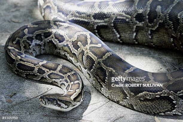 This October 10, 2005 file photo shows a 12-foot Burmese python that was captured in the backyard of a home at its new residence in the A.D. Barnes...