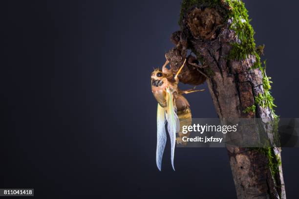 cicade eclosion met gouden lichaam en groene vleugels - vervellen stockfoto's en -beelden