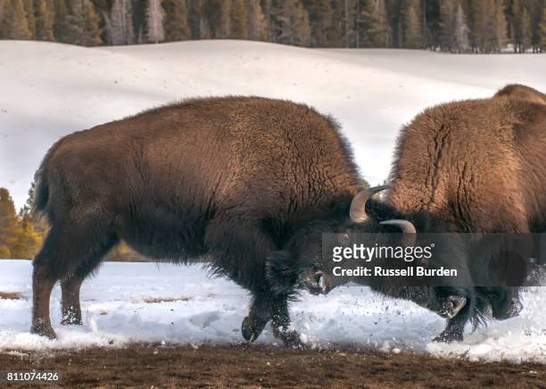 bison in snow - mit dem kopf stoßen stock-fotos und bilder