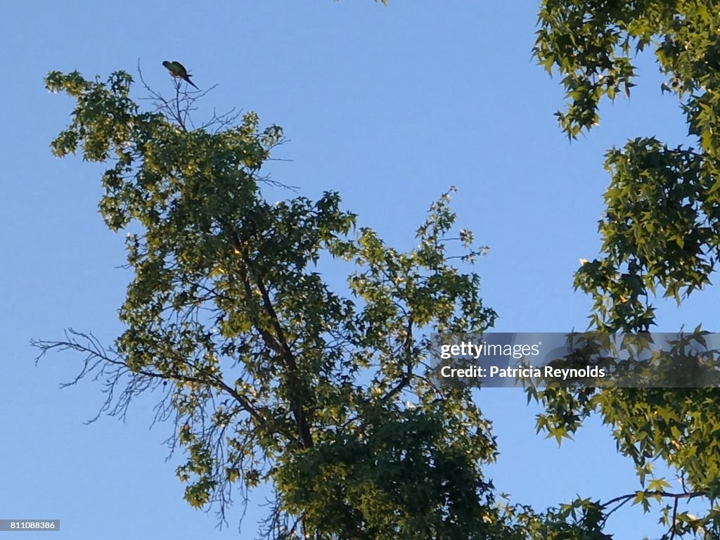 Parrot on a tree in Agoura Hills, CA, USA on a summer day.