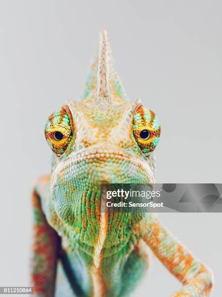 niedlichen chamäleon blick in die kamera - chameleon stock-fotos und bilder