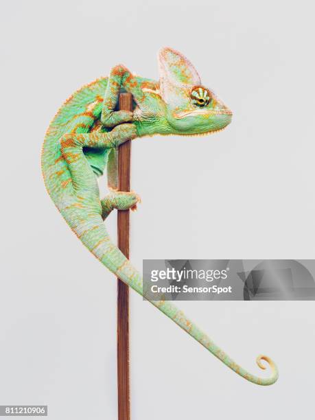 lindo camaleón trepando sobre fondo blanco - linda rama fotografías e imágenes de stock
