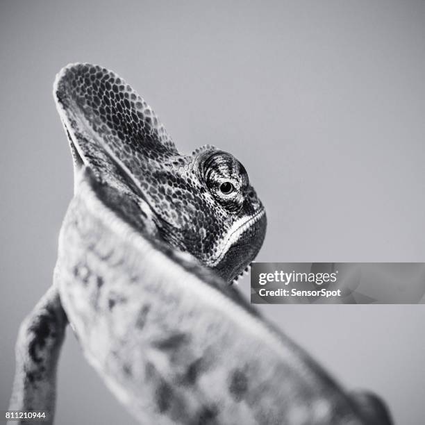 cute chameleon black and white portrait looking over shoulder - ugly animal stock pictures, royalty-free photos & images