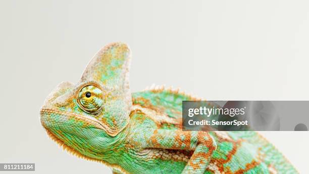 schattig kameleon profiel portret - green iguana stockfoto's en -beelden