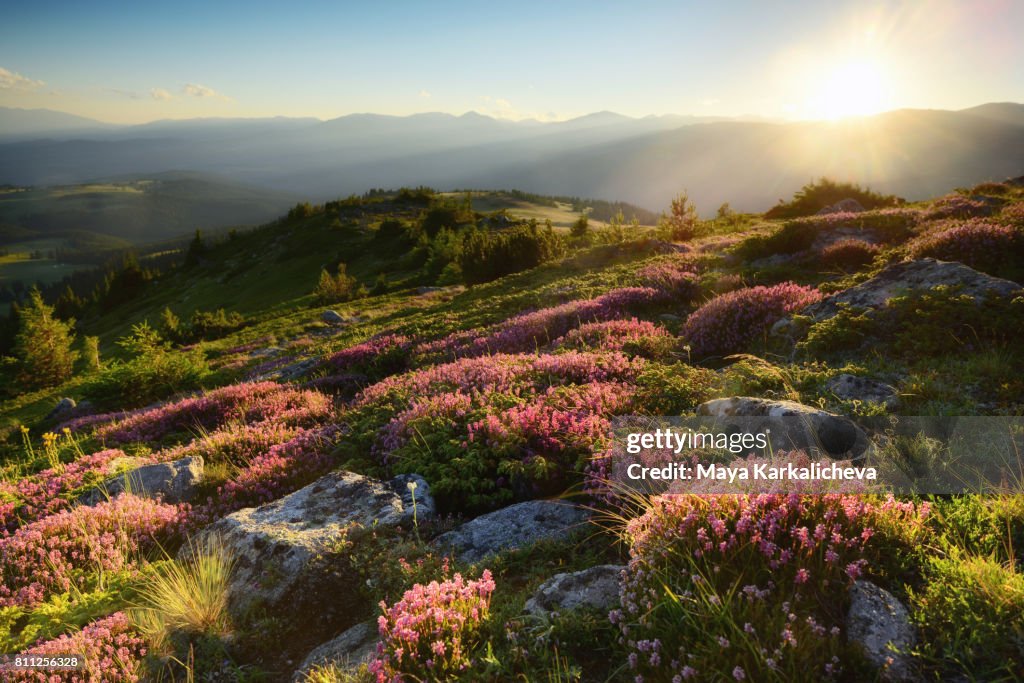 Setting sun over pink flowers