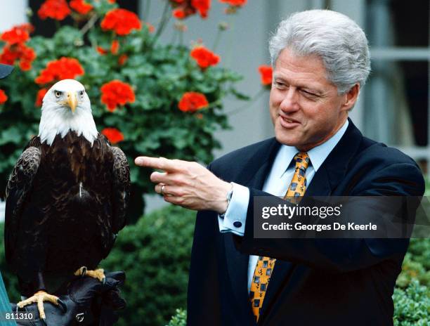 President Clinton meets Challenger, a 10 year-old male bald eagle in the Rose Garden of the White House prior to an event celebrating the success of...