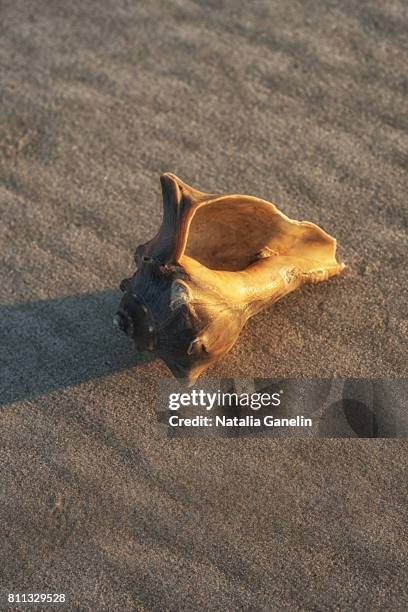 conch seashell lying on sand - broken seashell stock pictures, royalty-free photos & images