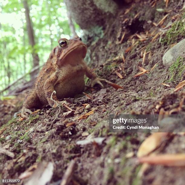 Toad Definition 198 Toad Like Stock Photos, High-Res Pictures, and Images - Getty Images