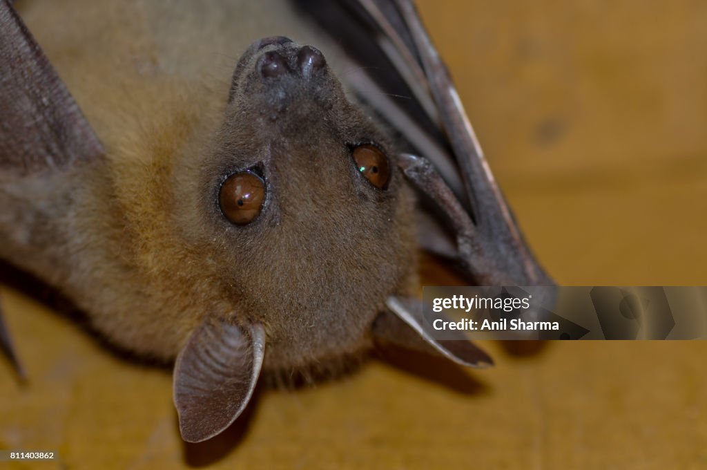 Indian Fruit Bat (Pteropus giganteus)