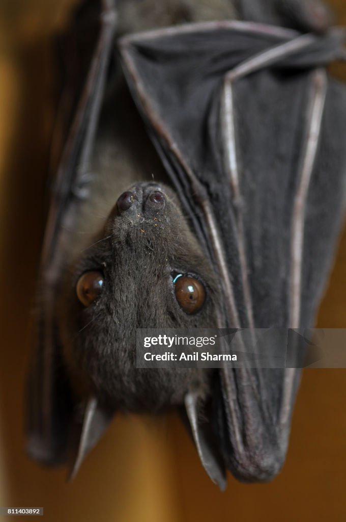 Indian Fruit Bat (Pteropus giganteus)