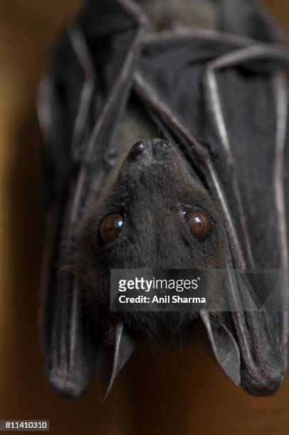 indian fruit bat (pteropus giganteus) - pteropus giganteus stock pictures, royalty-free photos & images
