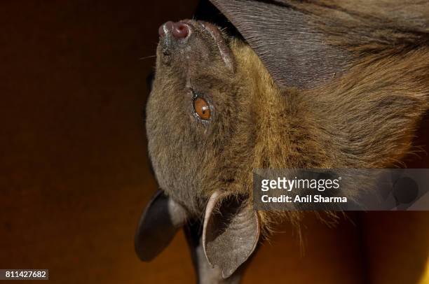 indian fruit bat (pteropus giganteus) - pteropus giganteus stock pictures, royalty-free photos & images