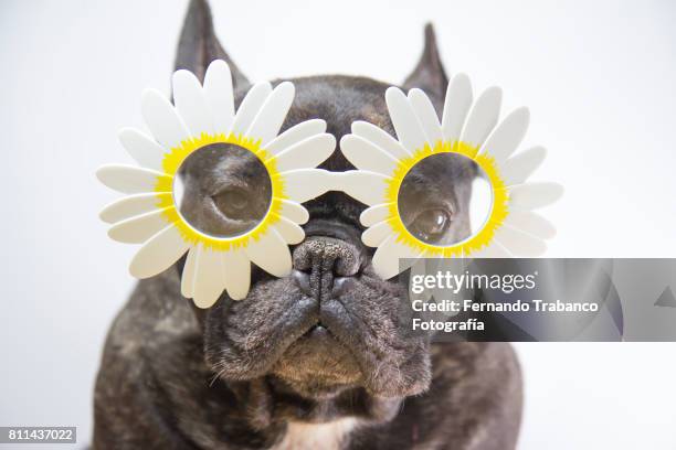 dog with flower-shaped glasses - happy birthday bulldog stock pictures, royalty-free photos & images