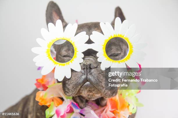 dog with flower-shaped glasses - hunds rose stock-fotos und bilder