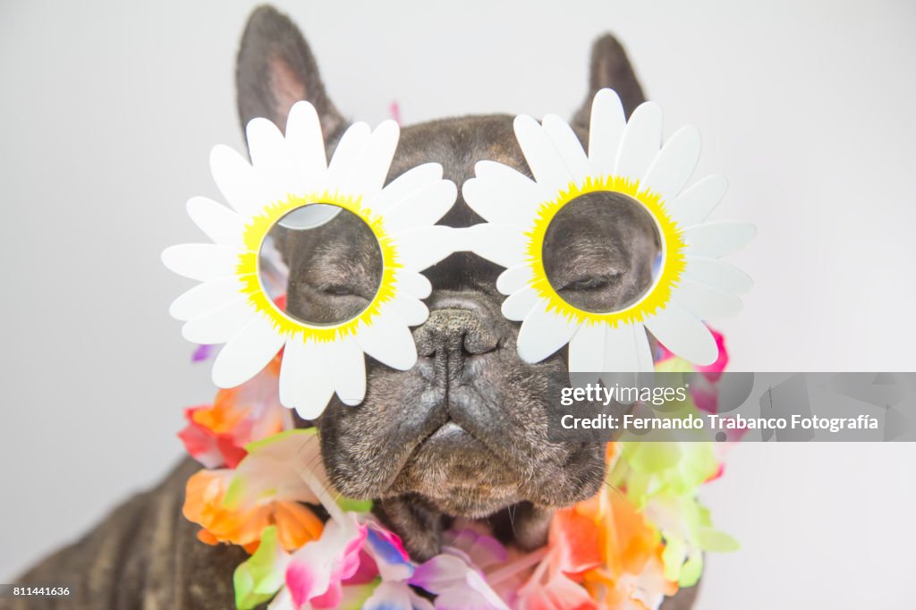 Dog with flower-shaped glasses