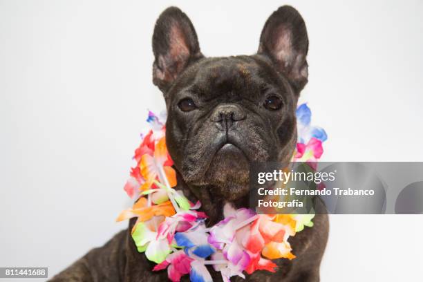 dog with colorful flower necklace - hawaii christmas stockfoto's en -beelden