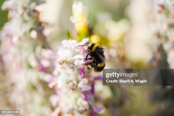 bee on a flower - insektsmandibel bildbanksfoton och bilder