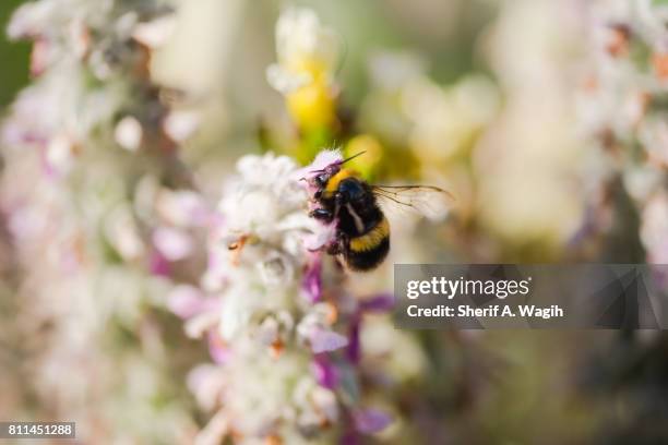 bee on a flower - insect mandible stock pictures, royalty-free photos & images