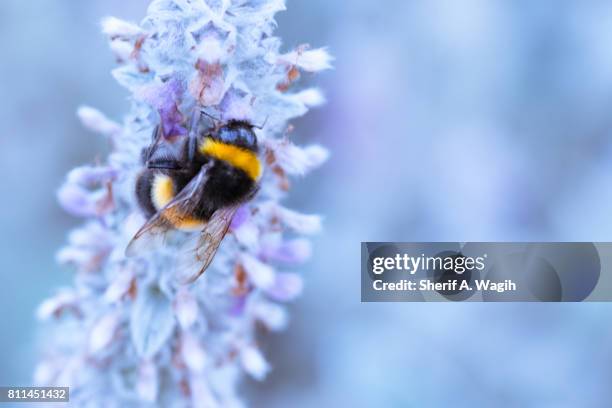 bee on a flower - insektsmandibel bildbanksfoton och bilder