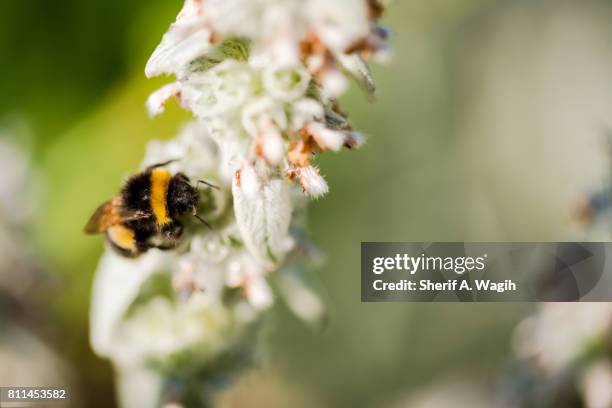 bee on a flower - insect mandible stock pictures, royalty-free photos & images