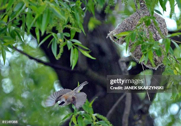 Penduline Tit leaves its nest watched by a group of British bird watchers in Biebrza National Park on May 16, 2008. The park -- which with a total of...