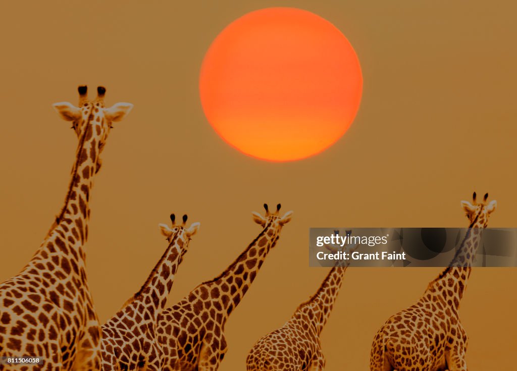 Herd of Giraffes.