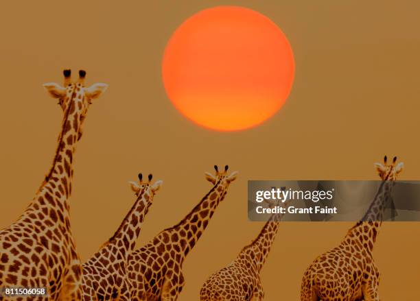 herd of giraffes. - five animals stock pictures, royalty-free photos & images