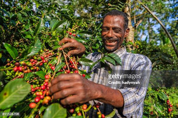 homme africain collecte cerises de café orient et en afrique - east africa photos et images de collection