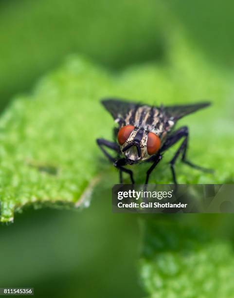 flesh fly facing camera - mosca de la carne fotografías e imágenes de stock