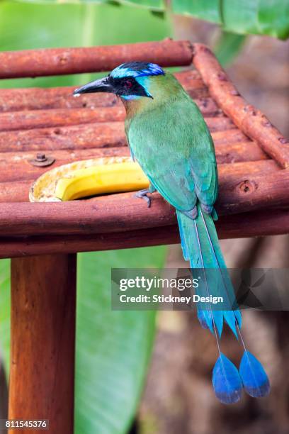 trinidad motmot at bird feeder in tobago - trinidad and tobago 個照片及圖片檔