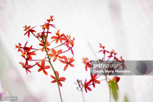 epidendrum ibaguense flower repetition - epidendrum stock pictures, royalty-free photos & images