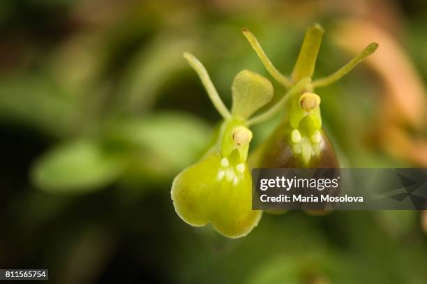 epidendrum porpax var alba 'harford' - epidendrum stock pictures, royalty-free photos & images