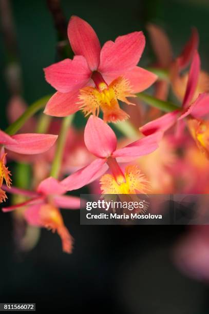 orange red epidendrum orchid flowers - epidendrum stock pictures, royalty-free photos & images