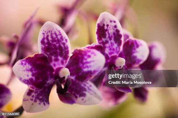 doritaenopsis sogo chabstic 'vini harl' - doritaenopsis stock pictures, royalty-free photos & images