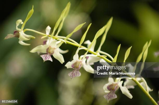 dendrobium stratiotes - dendrobium orchid stock pictures, royalty-free photos & images