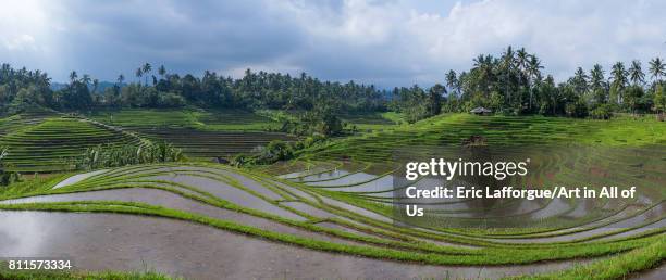 The terraced rice fields, Bali island, Jatiluwih, Indonesia on July 21, 2015 in Jatiluwih, Indonesia.
