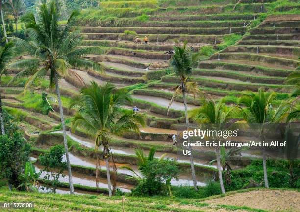 The terraced rice fields, Bali island, Jatiluwih, Indonesia on July 20, 2015 in Jatiluwih, Indonesia.