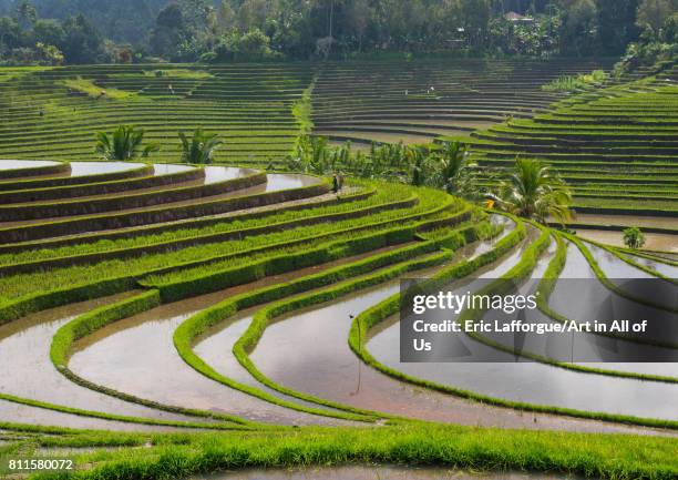 The terraced rice fields, Bali island, Jatiluwih, Indonesia on July 21, 2015 in Jatiluwih, Indonesia.