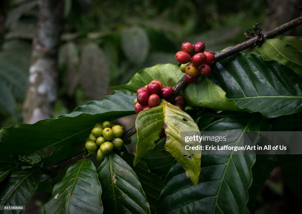 Coffee beans on plantation, Bali island, Munduk, Indonesia...