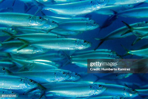 spanish sardine. - banc de poissons photos et images de collection