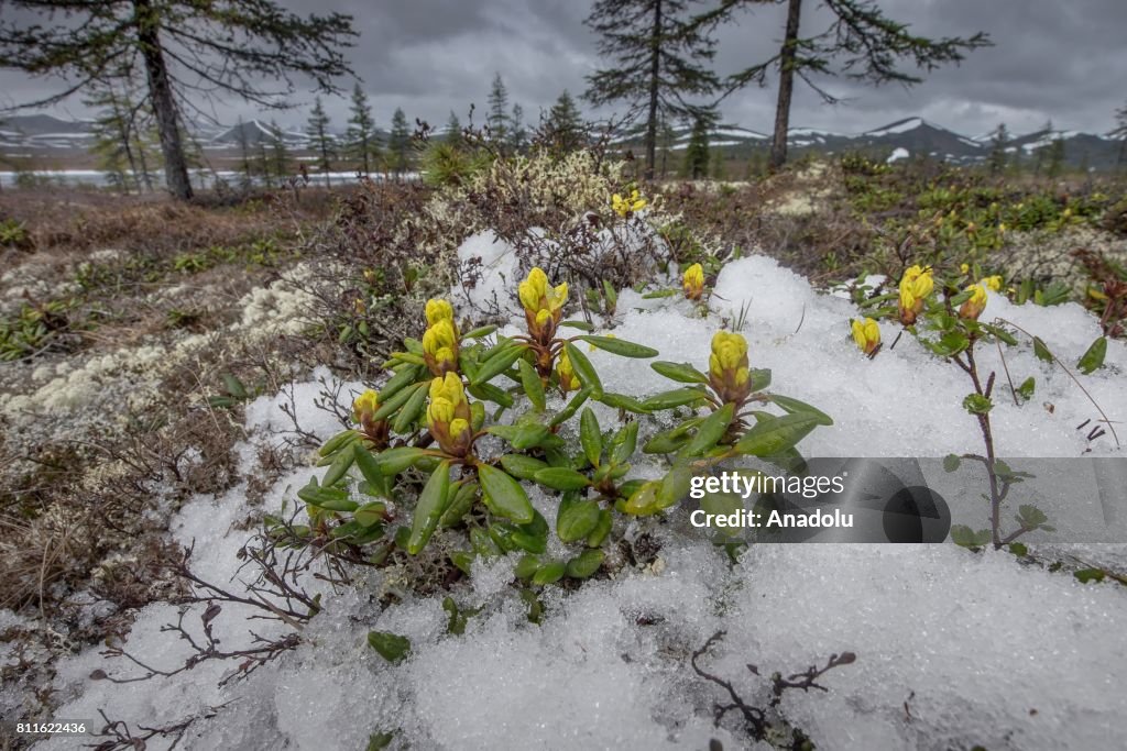 Summer in Siberia