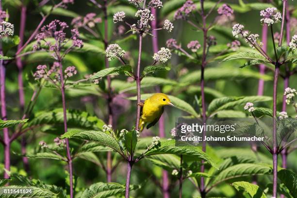 female yellow warbler in early july - chipe amarillo fotografías e imágenes de stock