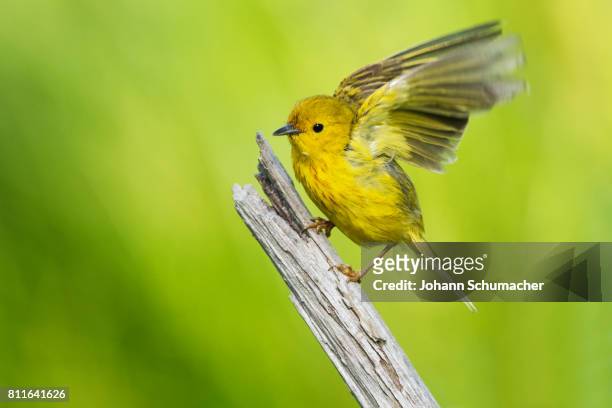 yellow warbler ready to fly - chipe amarillo fotografías e imágenes de stock