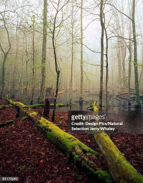 fallen, moss-covered trees, bog with mist, filtered sunlight, cades cove, great smoky mountains national park - jerry whaley - fotografias e filmes do acervo