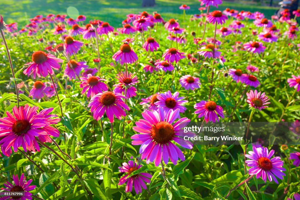 Massing of purple flowers and green foliage in NY park
