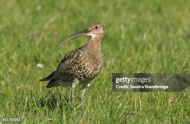 a beautiful curlew (numenius arquata) calling in a grassy field. - animal call stock pictures, royalty-free photos & images