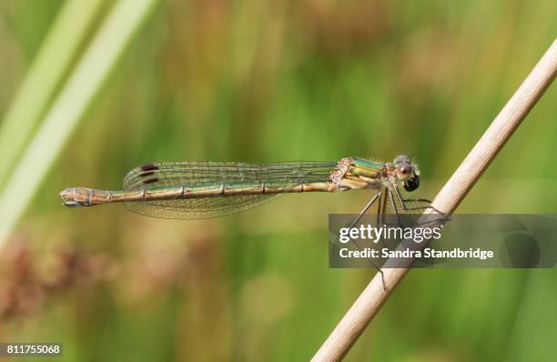 a beautiful female emerald damselfly (lestes sponsa) perched on a reed eating an insect. - sponsa stockfoto's en -beelden