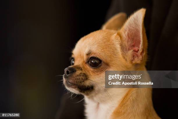 Chiwawa Rapper 52 Dog Chiwawa Stock Photos, High-Res Pictures, and Images - Getty Images