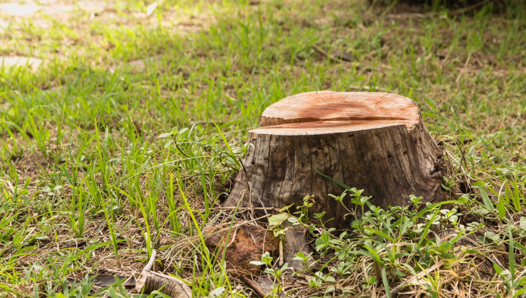 manual stump removal